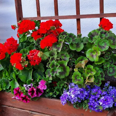 Haus Bergblick شقة